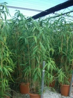 Bamboe (Pseudosasa Japonica) -Serax Shop 20101224133625 11