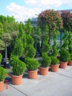 Conifeer Als Spiraal (Thuja Occidentalis 'Smaragd') -Serax Shop 20101230133027 3