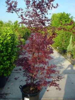 Japanse Esdoorn (Acer Palmatum 'Atropurpureum') -Serax Shop 20120219161852 9