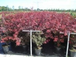 Japanse Esdoorn (Acer Palmatum 'Atropurpureum') -Serax Shop 20130214095932 9