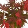 Japanse Esdoorn (Acer Palmatum 'Atropurpureum') -Serax Shop acer p. atropurpureum 2