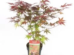 Japanse Esdoorn (Acer Palmatum 'Atropurpureum') -Serax Shop acer palm. atropurpeum c3