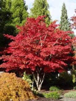 Japanse Esdoorn (Acer Palmatum 'Atropurpureum') -Serax Shop acer palm. atropurpureum 3