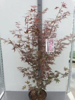 Japanse Esdoorn (Acer Palmatum 'Atropurpureum') -Serax Shop acer palm. atropurpureum c10