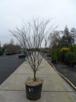 Japanse Esdoorn (Acer Palmatum 'Atropurpureum') -Serax Shop acer palmatum atropurpureum 200 250 c110