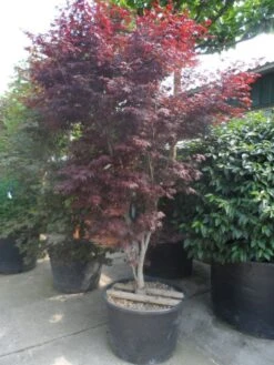 Japanse Esdoorn (Acer Palmatum 'Atropurpureum') -Serax Shop acer palmatum atropurpureum 250 300 c285