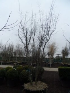 Japanse Esdoorn (Acer Palmatum 'Atropurpureum') -Serax Shop acer palmatum atropurpureum 300 350 c350