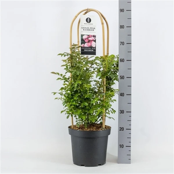 Klimroos (Rosa 'Anna's Pink Rambler') 2 Klimroos (Rosa 'Anna's Pink Rambler')