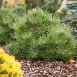 Oostenrijkse Den (Pinus Nigra 'Nana') -Serax Shop pinus nigra nana