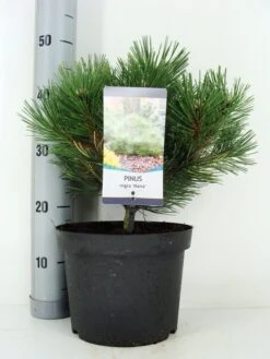 Oostenrijkse Den (Pinus Nigra 'Nana')