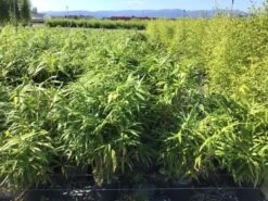 Bamboe (Pseudosasa Japonica)