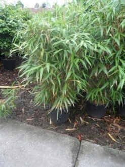 Bamboe (Pseudosasa Japonica) -Serax Shop pseudosasa japonica 150 175 c25