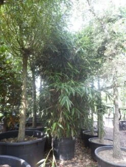 Bamboe (Pseudosasa Japonica) -Serax Shop pseudosasa japonica 200 300 c240 extra
