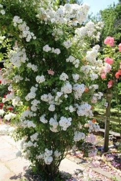 Miniklimroos (Rosa 'Guirlande D'Amour') -Serax Shop rosa guirlande d amour