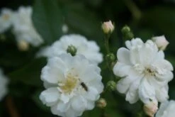 Miniklimroos (Rosa 'Guirlande D'Amour') -Serax Shop rosa guirlande d amour 1