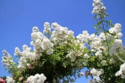 Miniklimroos (Rosa 'Guirlande D'Amour') -Serax Shop rosa guirlande d amour 2 2