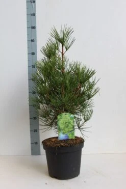 Japanse Parasolden (Sciadopitys Verticilata) -Serax Shop sciadopitys verticilata 50 60 cm co. 7.5l kopie