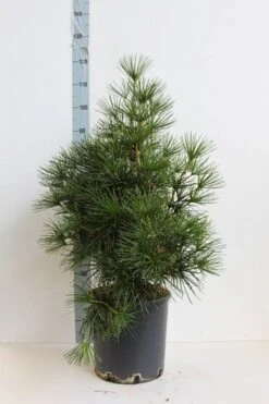 Japanse Parasolden (Sciadopitys Verticilata) -Serax Shop sciadopitys verticilata 60 80 cm co. 18l. kopie