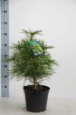 Japanse Parasolden (Sciadopitys Verticilata) -Serax Shop sciadopitys verticillata 30 40 c5