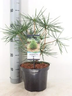 Japanse Parasolden (Sciadopitys Verticilata) -Serax Shop sciadopitys verticillata c3 m