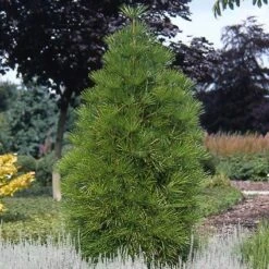 Japanse Parasolden (Sciadopitys Verticilata) -Serax Shop scvertic 7