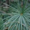 Japanse Parasolden (Sciadopitys Verticilata) -Serax Shop vami01507